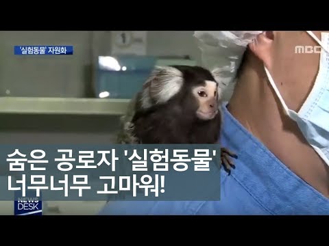 신약개발 숨은 공로자 '실험동물'ㅣMBC충북NEWS