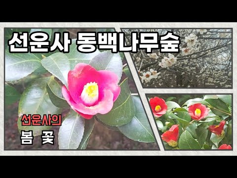선운사 동백나무숲
