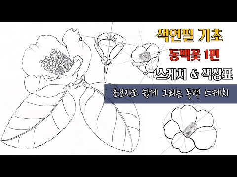색연필기초/ 동백꽃1편/ 스케치 & 색상표/ 색연필 보태니컬아트 기초/ 스케치가 어려운 분들 다~ 모여라!/ colored pencils botanical art
