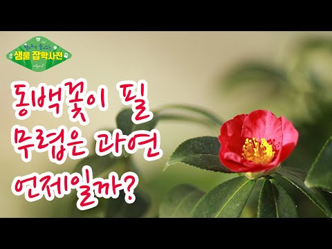 [알쓸생잡 23화] 동백꽃이 필 무렵은 과연 언제일까?