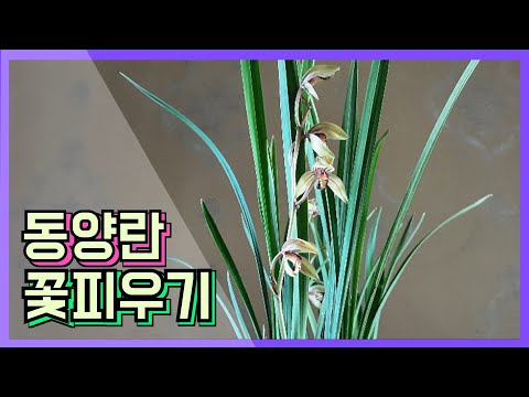 동양란 키우기 동양란 꽃피는 조건 방법