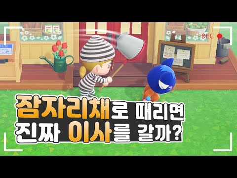 모동숲 주민 이사보내기 대작전, 잠자리채로 두피마사지 그 결과는? - 쏠라TV 모동숲 주민 이사보내기 대작전, 잠자리채로 두피마사지 그 결과는? - 쏠라TV