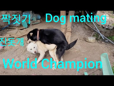 진돗개 짝짓기 세계챔피언^^Korean Jindo Dog mating world champion. 진돗개 짝짓기 세계챔피언^^Korean Jindo Dog mating world champion.