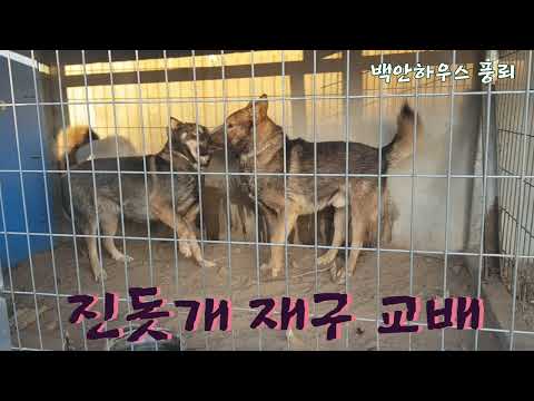 강아지교배&진돗개교배 좋은 강아지 후손을 위해 합방을 해습니다 #jindo #교배  #강아지교배  #백안하우스풍뢰