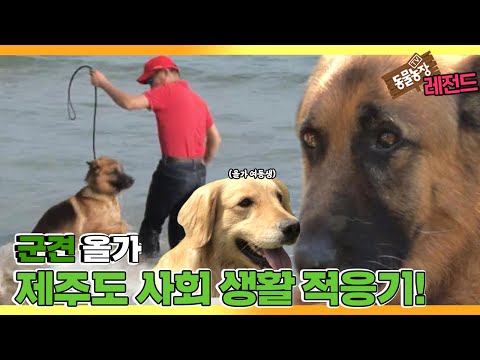 [TV 동물농장 레전드/SUB] ’군견 올가의 제대 후 사회 적응기!’ 풀버전 다시보기 #TV동물농장 #AnimalFarm #SBSstory
