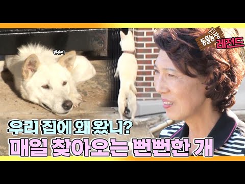 [TV 동물농장 레전드/SUB] ’대문 밑으로 머리 들이미는 뻔순이’ 풀버전 다시보기 #TV동물농장 #AnimalFarm #SBSstory