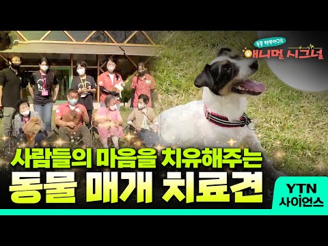 사람과 동물의 교감이 이루어지는 현장! ‘동물 매개 치료’ 🐾💗 [#애니멀시그널] / YTN 사이언스