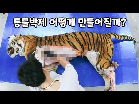 동물박제는 어떻게 만들어질까? 대한민국 0.0001%직업 박제사를 찾아가봤습니다. [TV생물도감]