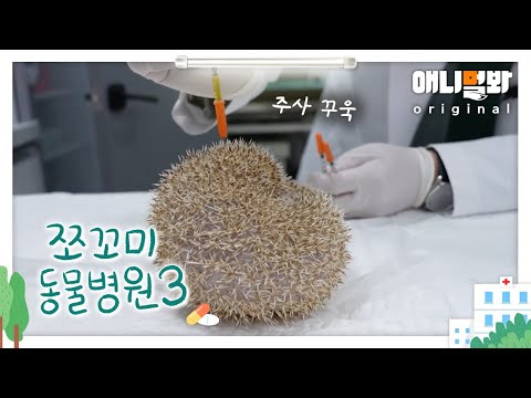 쪼꼬미 동물병원 시즌3 15화 (내원환자 : 대왕 밤송이 엡씨님)ㅣPatient: Chestnut Bur, Epsy