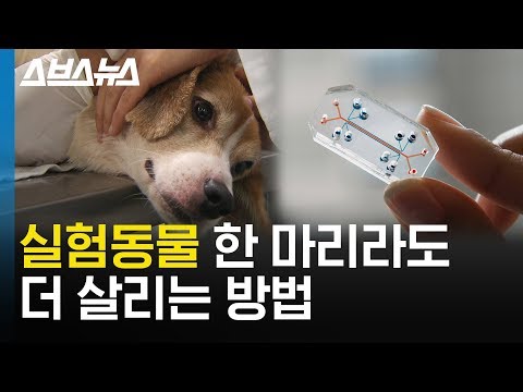 [4.24 세계 실험동물의 날]동물실험을 대체할 연구가 있다? / 스브스뉴스