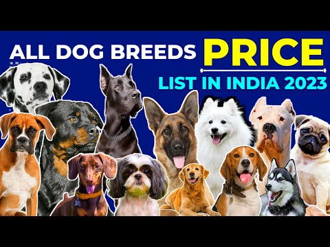 All Dog Breeds And Their Price 2023 | German Shepherd | Rottweiler | Labrador | Pug | Beagle | Husky