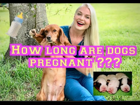 How long is a dog pregnant?