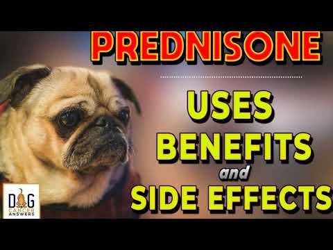 Prednisone for Dogs - Uses, Benefits, and Side Effects | Dr. Tammy Powell Deep Dive