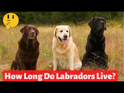 How Long Do Labradors Live? What Is Their Average Lifespan?