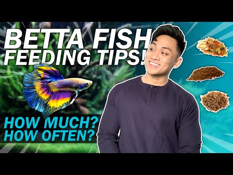 How MUCH / OFTEN You Should Feed Your Betta! | ULTIMATE BETTA FISH GUIDE