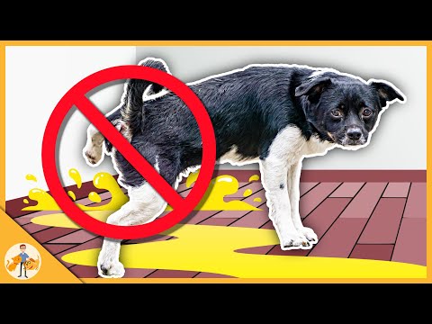 How Long Can your Dog SAFELY Hold Their Pee - Veterinarian Explains
