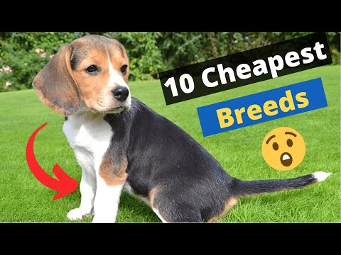 10 Most Cheapest Dog Breeds on this Planet 🐶😲