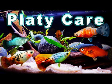 All You Need to Know About Platy Fish! Platy Care and Breeding