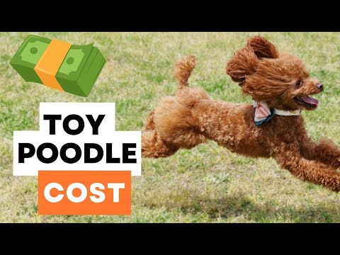 How much do Toy Poodles cost? (Price Guide)