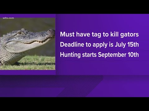 Gator hunting tag applications open June 1st: Here's what you need to know