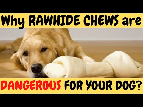 Why Rawhide Chews are DANGEROUS for your DOG?