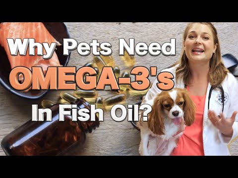 Benefits of Fish Oil for your dogs? | Veterinary Approved