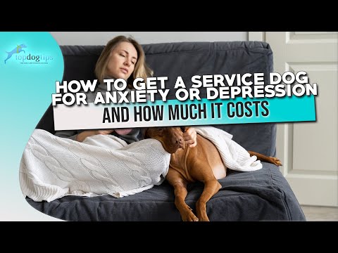 How to Get a Service Dog for Anxiety or Depression And How Much It Costs