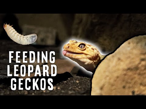What Can Leopard Geckos Eat? | FEEDING ALL MY GECKOS
