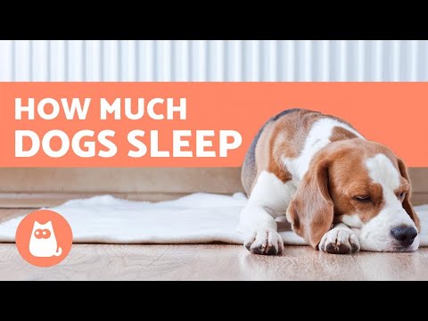 How Many Hours a Day Do Dogs Sleep? - Puppies, Adults & Seniors