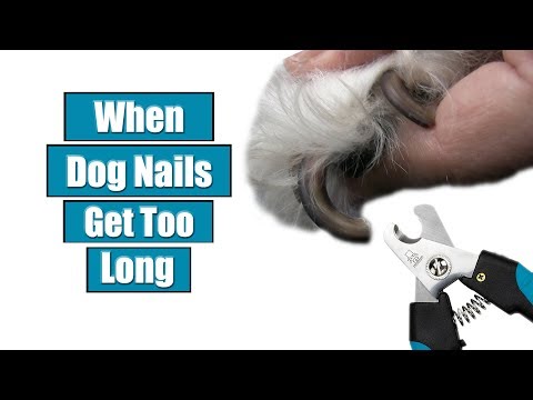 When Dog Nails Get Too Long