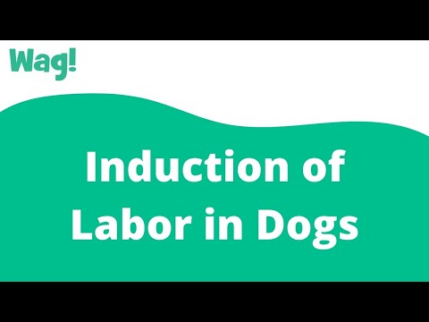 Induction of Labor in Dogs | Wag!