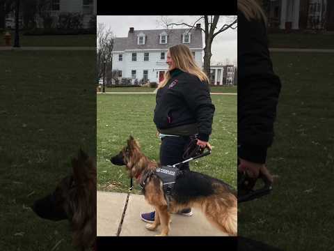 Choosing a Service Dog: Herding Breeds vs. Retrieving Breeds