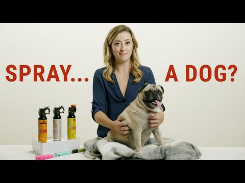 Can You Pepper Spray a Dog? Answering the Questions YOU ASKED