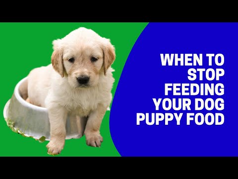 When to Stop Feeding Your Dog Puppy Food