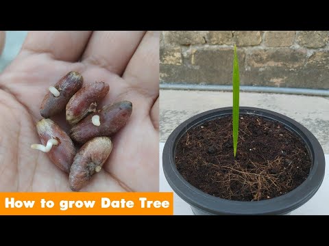 How to Grow Date Palm Tree From Seed 100% success How to Grow Date Palm Tree From Seed 100% success
