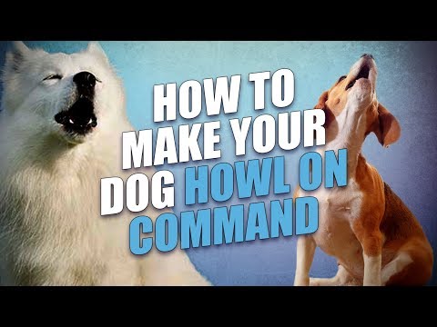 How to Make a Dog Howl On Command