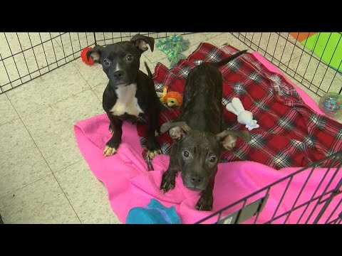 The harsh reality of 'backyard breeding': Toledo Humane Society staff explains