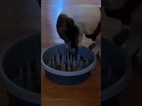 How to feed pumpkin to your dog #shorts #dogs