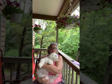 How Rimadyl got my dog sick