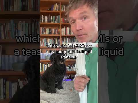 Panacur dewormer for Dog and Cat Cancer: what’s the dose?