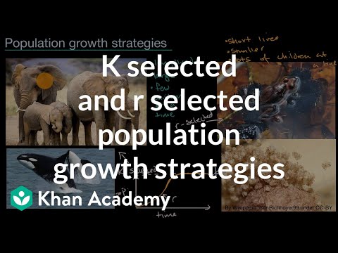 K selected and r selected population growth strategies | AP Environmental science | Khan Academy