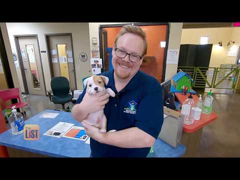 3 Things to Know Before Becoming a Foster Pet Parent