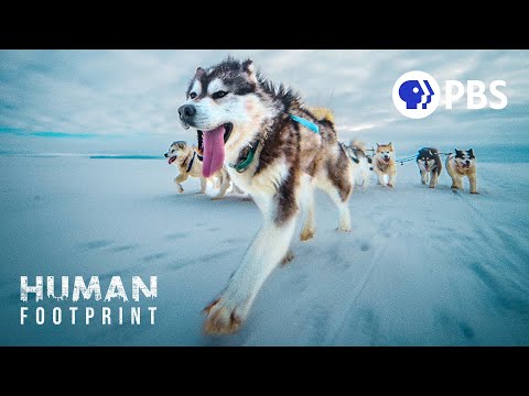 What Is The Most Famous Sled Dog Of All Time?