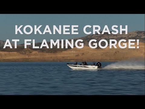 Kokanee Crash at Flaming Gorge! What Can Be Done?