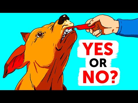 If You Keep Doing 30 Things to Your Dog, Stop Yourself Now