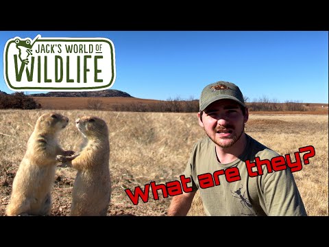 What ARE Prairie DOGS?