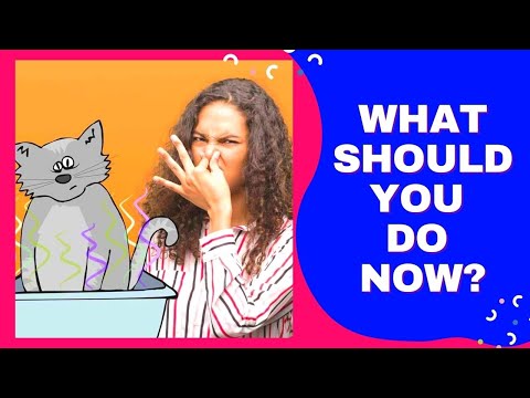 How To Neutralize Ammonia in Cat Litter?