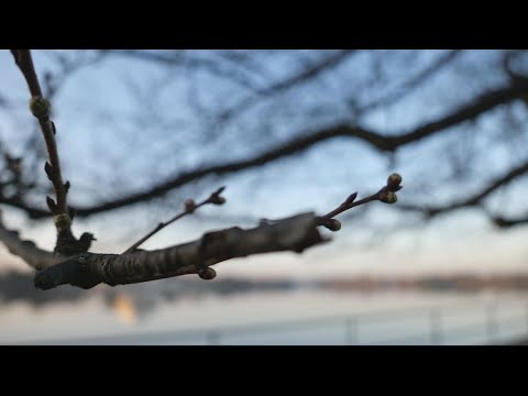 Do cherry blossom trees produce cherries? | Verify