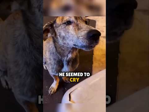 No one expected this Reaction of a stray Dog to a help 🥹❤️ #shorts