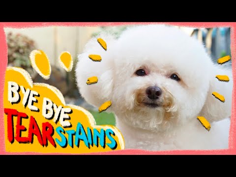 How to Remove and Prevent Dog Tear Stains in 2022 |Tear Stains 101| The Poodle Mom